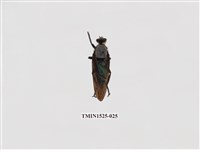 藏品(膜翅目及雙翅目)的圖片